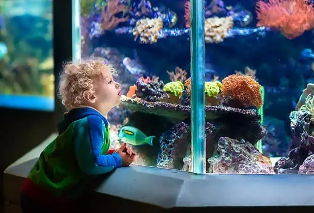 Electric City Aquarium and Reptile Den